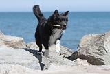 BORDER COLLIE 1597